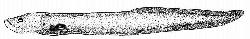 Parabrotula plagiophthalma_01